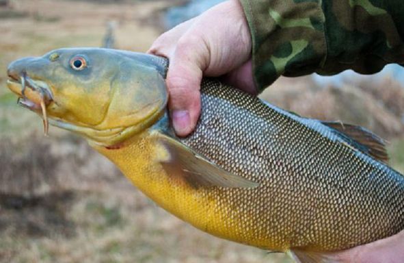 На грани жизни и смерти: самые опасные рыбы России