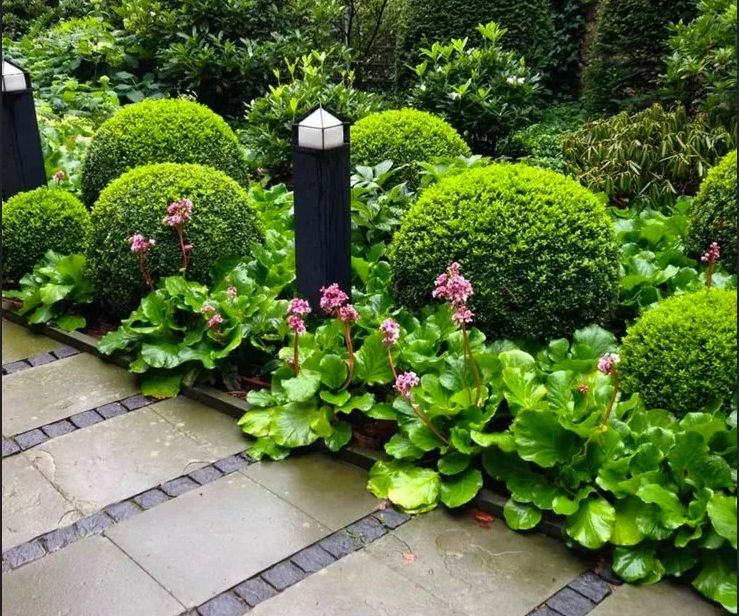 Удивительный мир самшита: чудодейственное растение для вашего сада