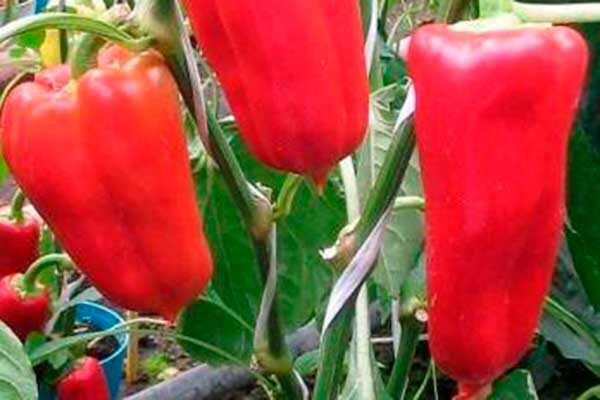 Как получить рекорды урожайности перца Здоровье: секреты успеха