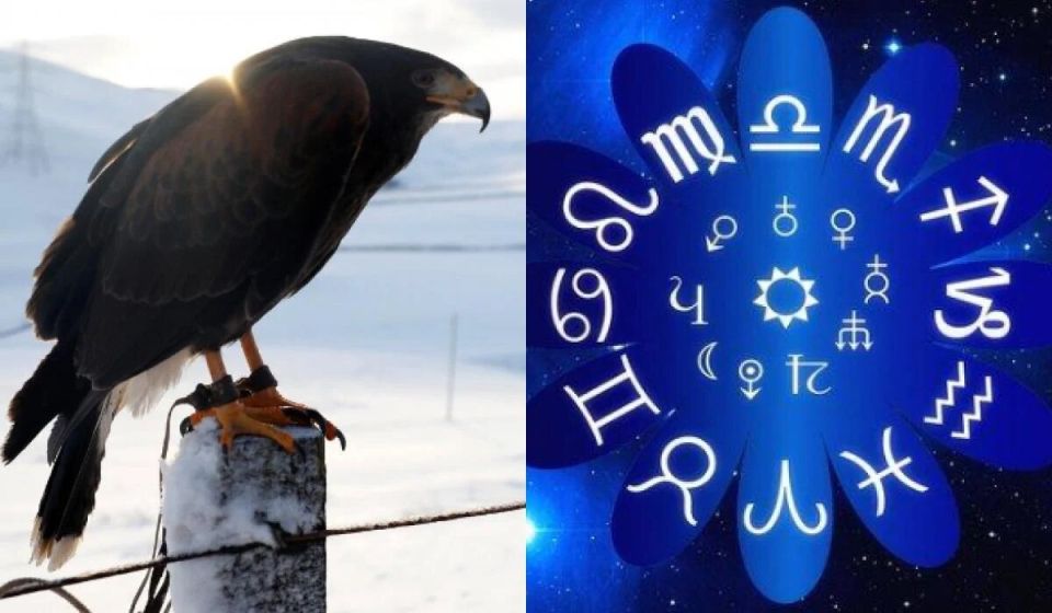 Птицы и знаки Зодиака: Какой пернатый символ соответствует вашему гороскопу?