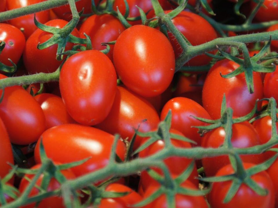 Август: время для больших и вкусных томатов