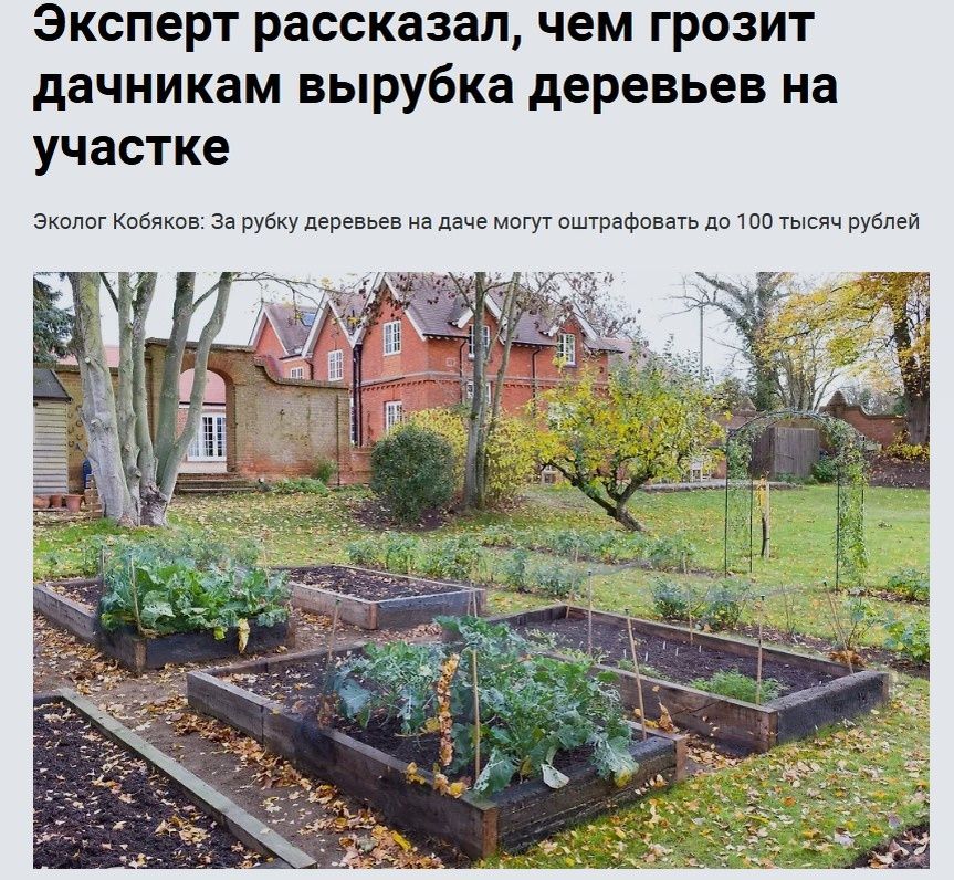 Штрафы за вырубку деревьев: миф или реальность для дачников?