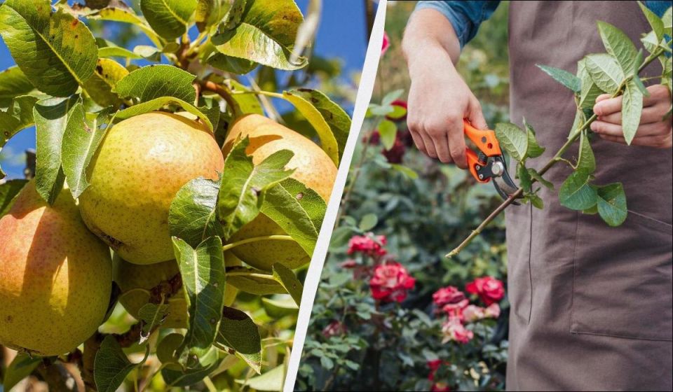 Обрезка осенью: как подготовить сад к весеннему цветению