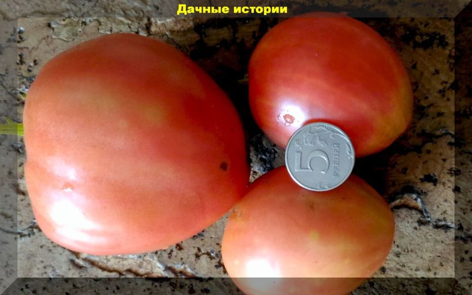 Как сделать томаты слаще: секреты ухода в конце сезона