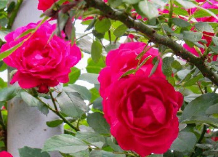 Как сода помогает растениям расти и процветать: секреты успешного ухода