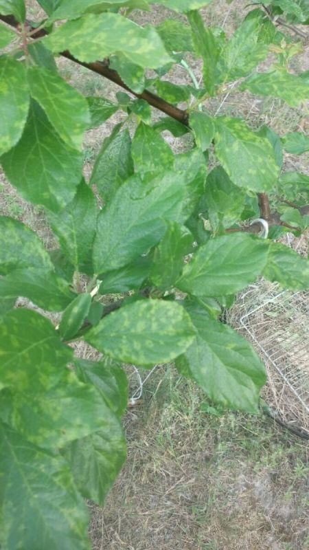 Семена бедствия: как вирус шарки угрожает сливовым деревьям