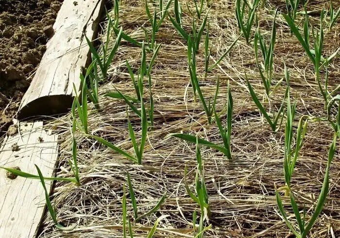 Как неправильное укрытие озимого чеснока поставило под угрозу урожай: неожиданные уроки