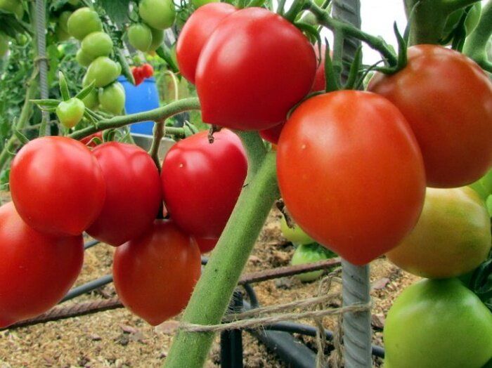 Старые сорта томатов, которые всё ещё превосходят новые: три лучшихся варианта