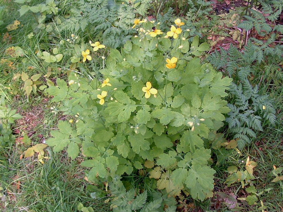Чистотел в саду: как запоминающийся сорняк может помочь улучшить почву