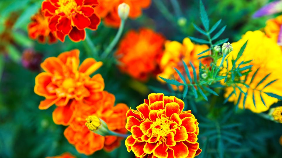 Засохшие после садового сезона цветы не выбрасывайте: они будут служить вам не один год