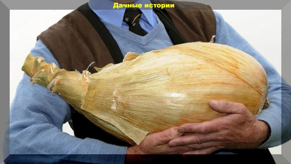 Тайны успешного выращивания лука: советы для начинающих