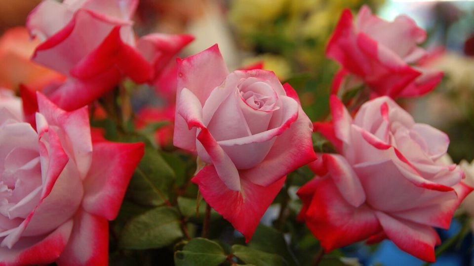 Розы Marvel: Привлекательное украшение вашего сада