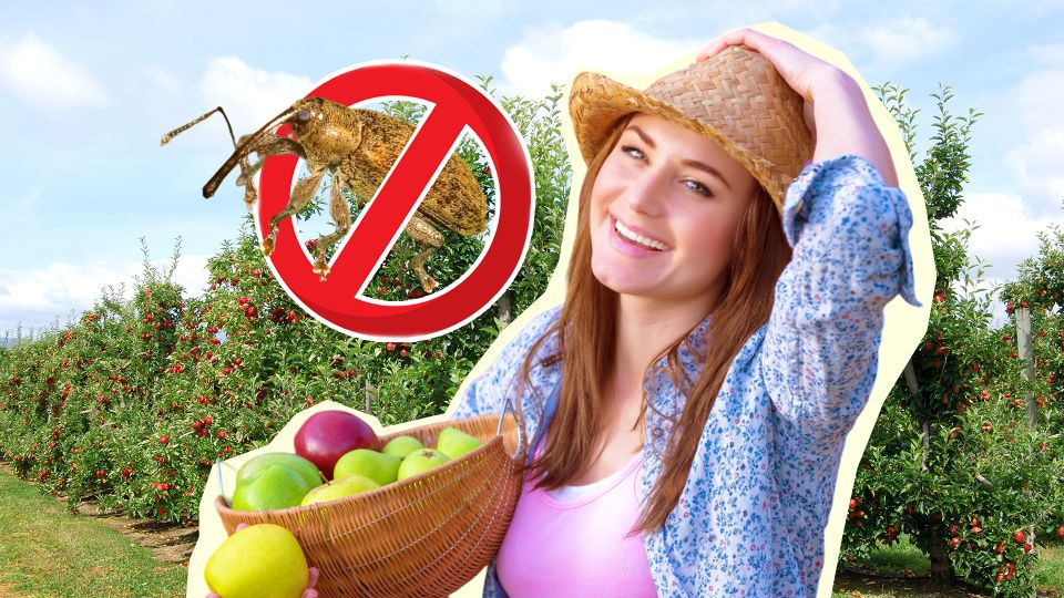 Долгоносики толпой переберутся к соседу: весь урожай яблок достанется только вам