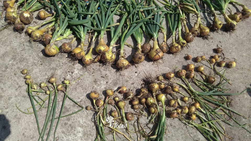 Как правильно убрать лук: секреты долгого хранения и признаки зрелости