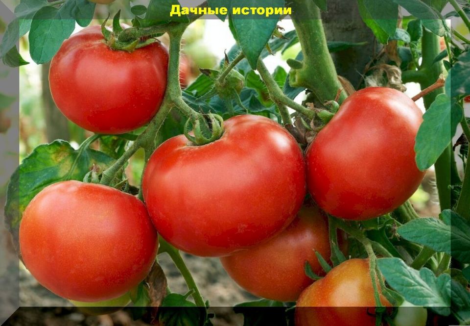 Томаты для истинных гурманов: 30 недорогих сортов, прошедших народный отбор