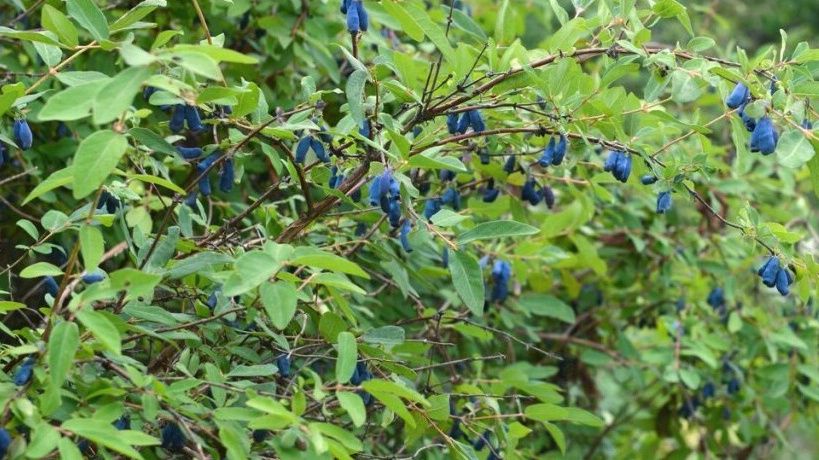 Август: идеальное время для подкормки жимолости и обильного урожая