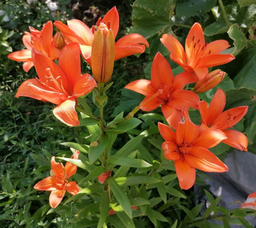 Успейте до заморозков: секреты осенней посадки и пересадки лилий