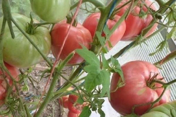 Обилие урожая томатов Яша Югославский: секреты и рекомендации