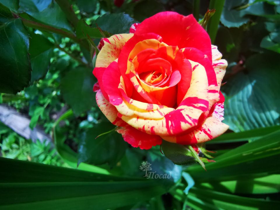 Как инсектициды могут помочь в борьбе с вирусами растений