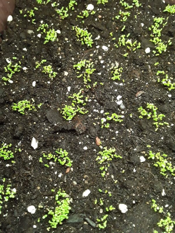 Как вырастить лобелию: советы по успешному садоводству