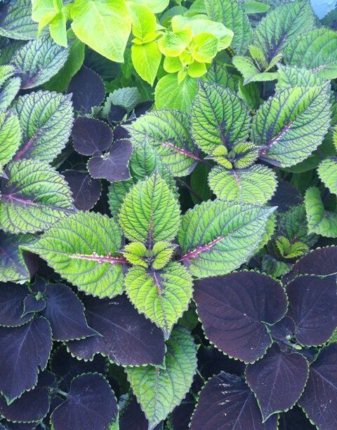 Колеус: ваш зеленый компаньон для дома и сада