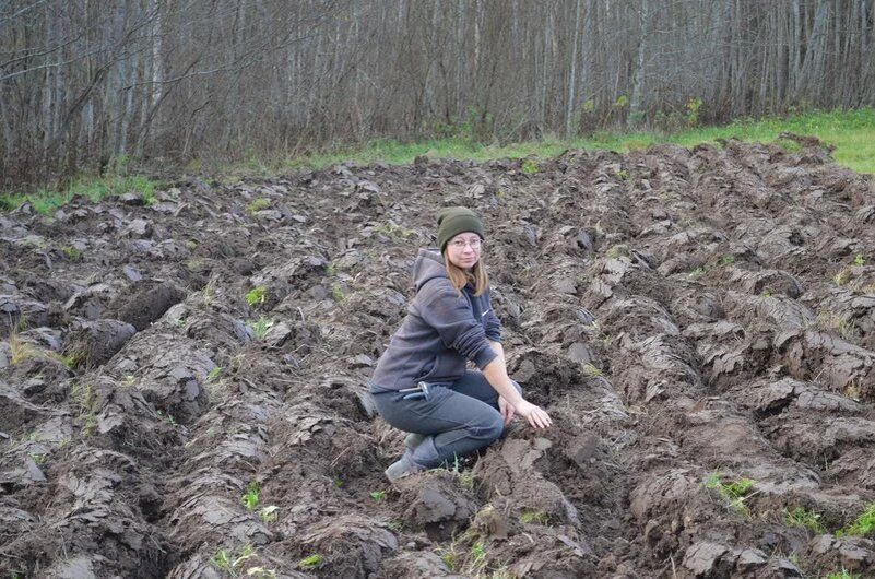 Как создать идеальный огород: секреты успешной посадки картофеля