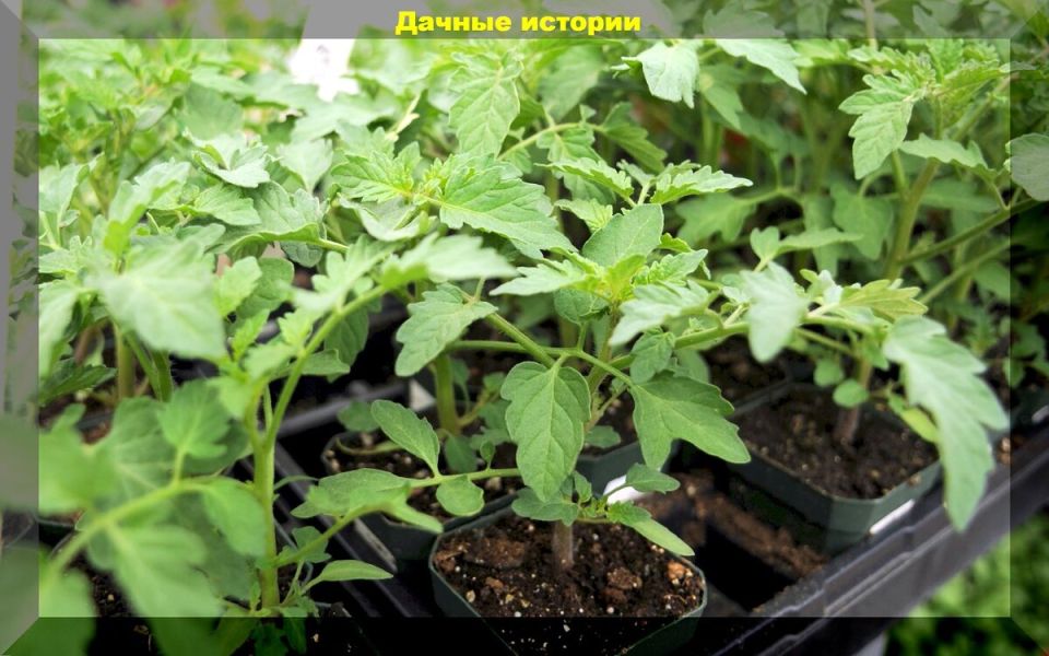 Дачные хитрости: доступные стимуляторы роста для вашей рассады