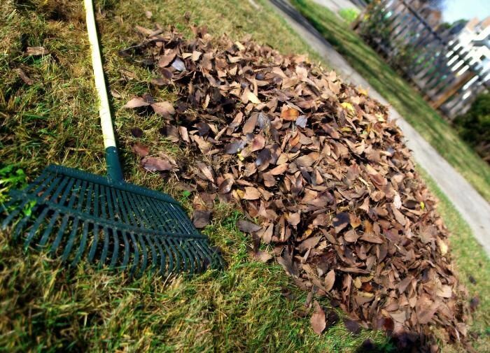 5 причин оставить сад неухоженным зимой для поддержания экосистемы