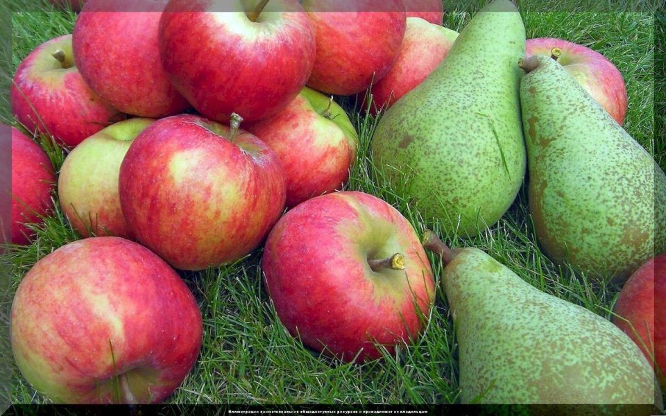 Выбор надежных сортов яблонь и груш для вашего сада