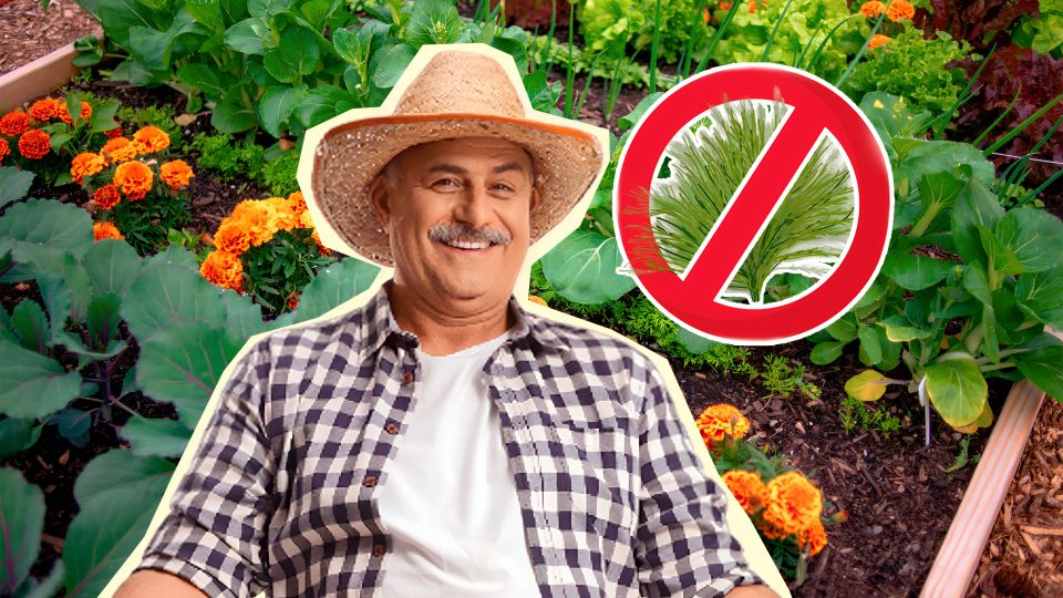 Щит от сорняков: эти цветы-спасители будут радовать глаз много лет