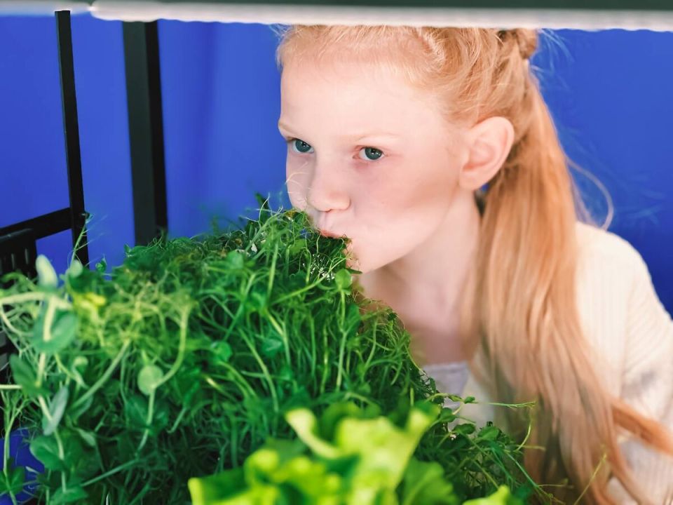 Почему зелень с вертикальных ферм превосходит магазинную: волшебство свежести и вкуса