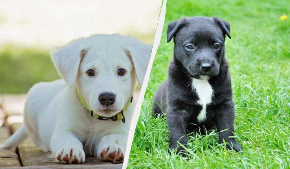 Как визуально понять возраст щенка и предсказать его рост