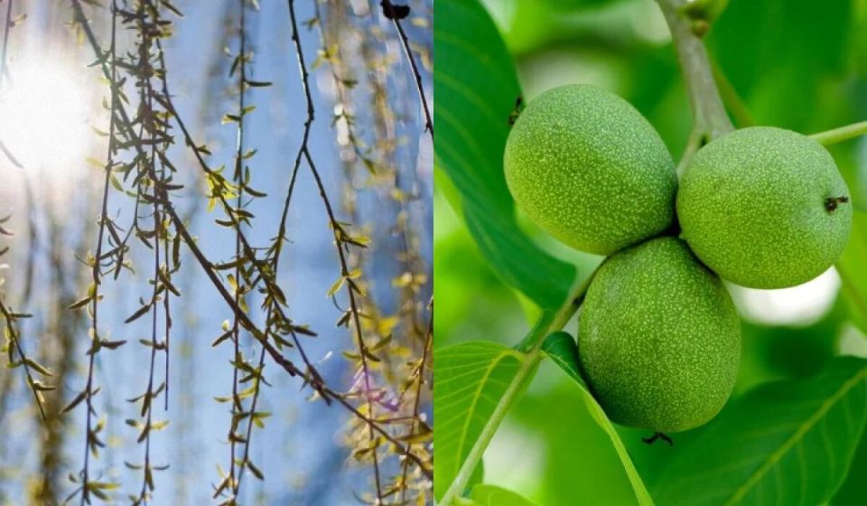 Что не сажать рядом с домом