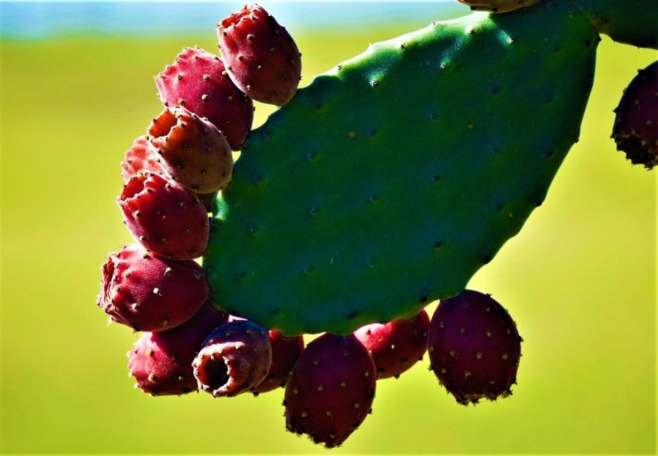 Секреты опунции: кактус, который приносит вкус и пользу даже в мороз