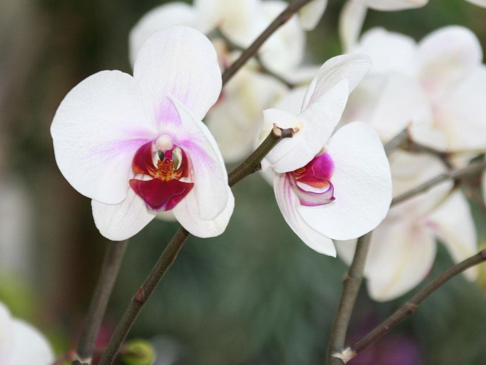 Как активированный уголь помогает орхидеям расцветать заново