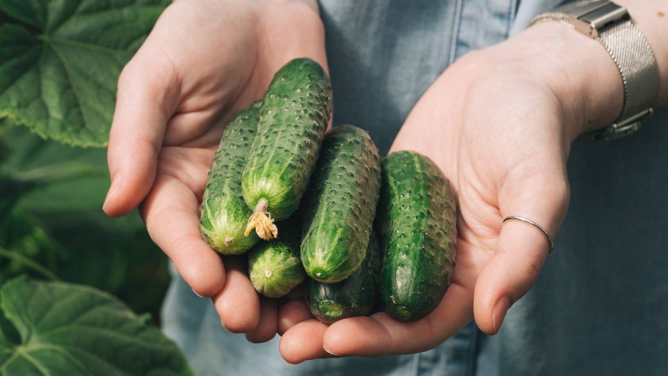 Огурцы пролежат в холодильнике целый месяц: вот как их хранят умные хозяйки