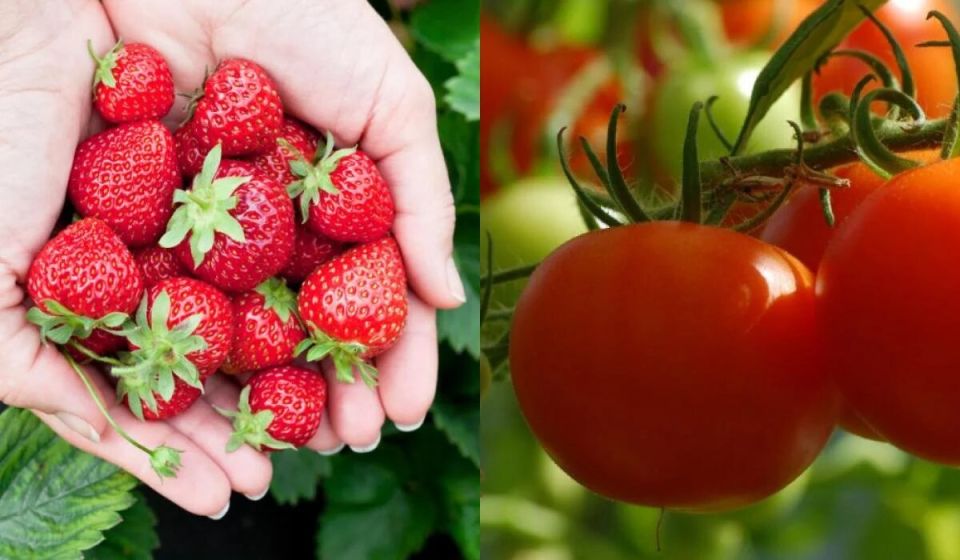 Не допусти фатальных ошибок: какие культуры не стоит сажать после клубники