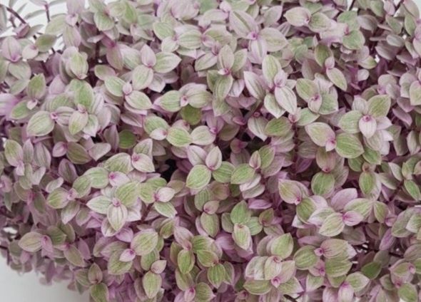 Как вырастить каллизию Розовая пантера: секреты ухода за редким растением