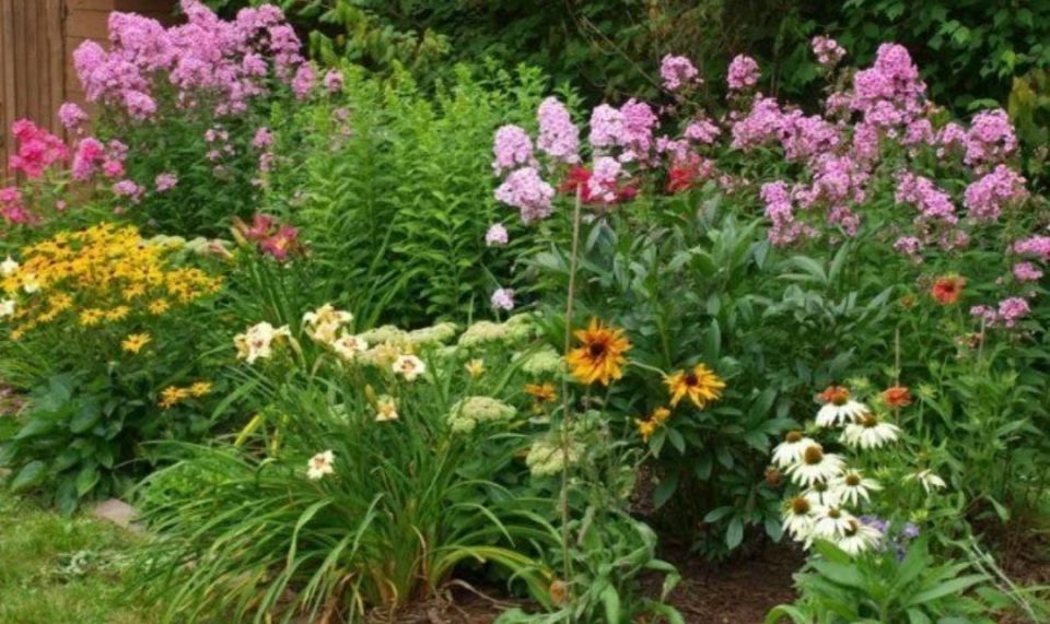 Солнечные дни и дачные заботы: активная жизнь в саду в августе