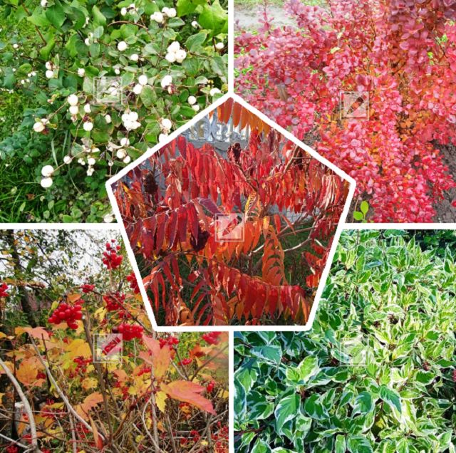 Озеленение осени: пять кустарников, которые преображают сад в золотую пору