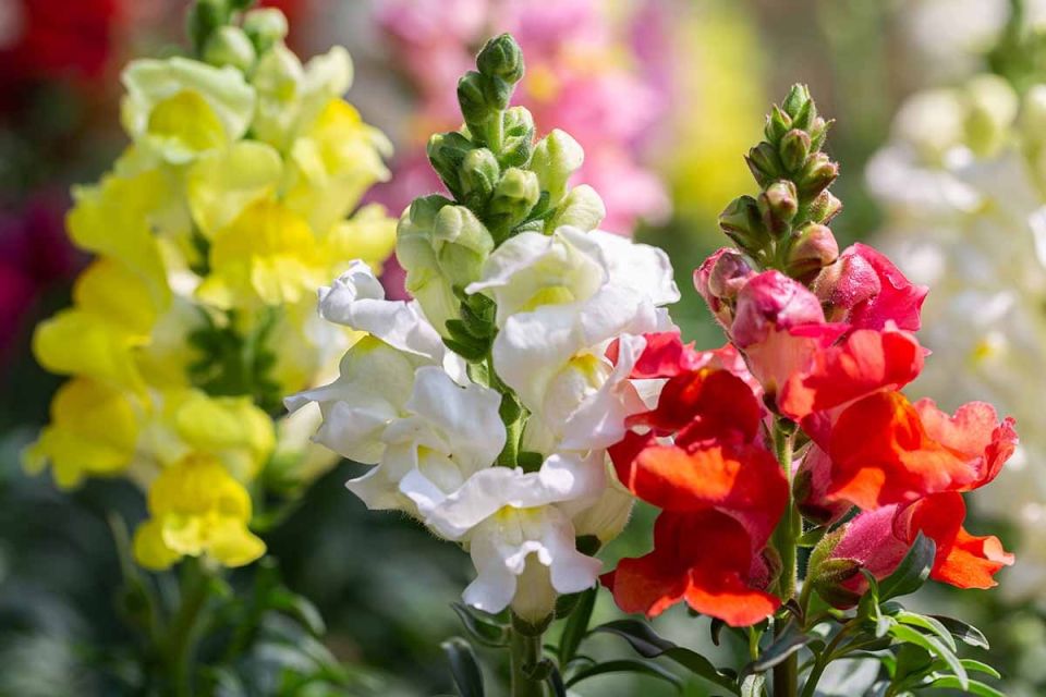 Искусство выращивания львиного зева на рассаду