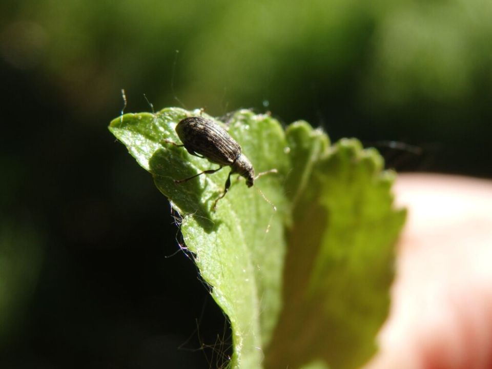 Долгоносики: как защитить сад от этих маленьких вредителей