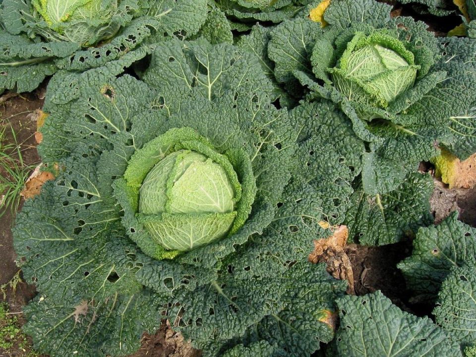 Эффективные методы борьбы с крестоцветной блошкой: как сохранить урожай без химикатов