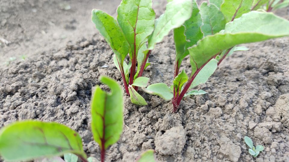 Подзимние посевы овощей: секреты раннего урожая