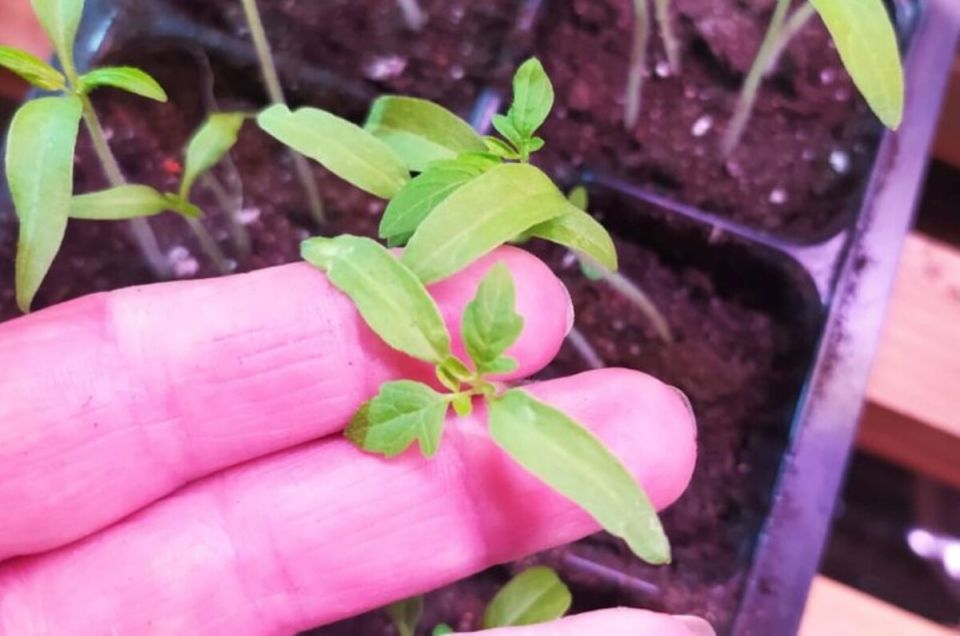 10 главных ошибок при выращивании рассады томатов, которые могут привести к неудачам и болезням