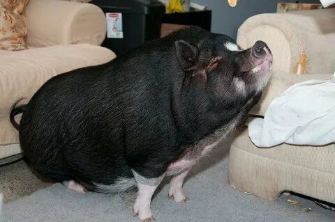 Свинья в квартире: новые штрафы и правила для владельцев домашних животных