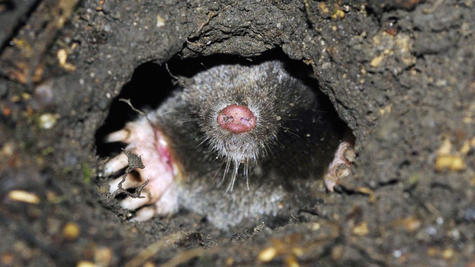 Кроты и усом не поведут: этим методом отпугивания лишь соседей насмешите