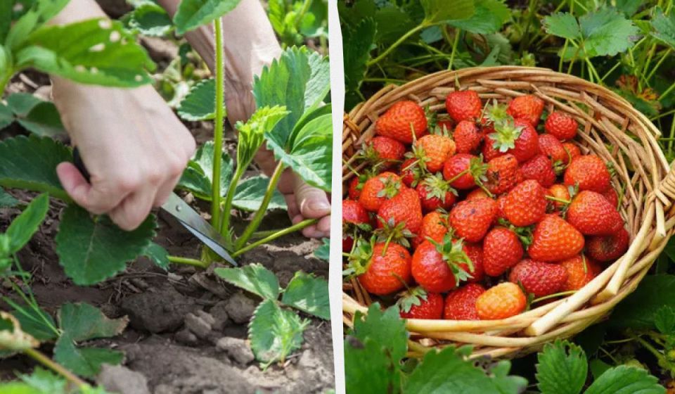 Тайны обрезки клубники: когда и как правильно ухаживать за ягодами