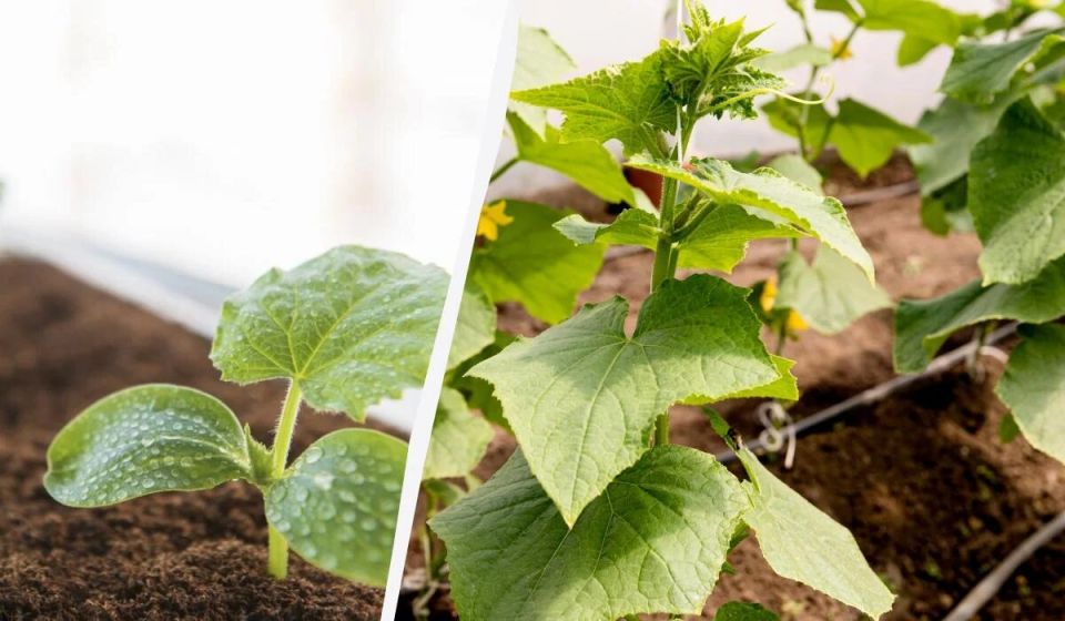 Выращивание огурцов в теплице: советы по посеву на рассаду