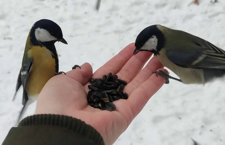 Синички под угрозой: как неправильное кормление убивает пернатых друзей